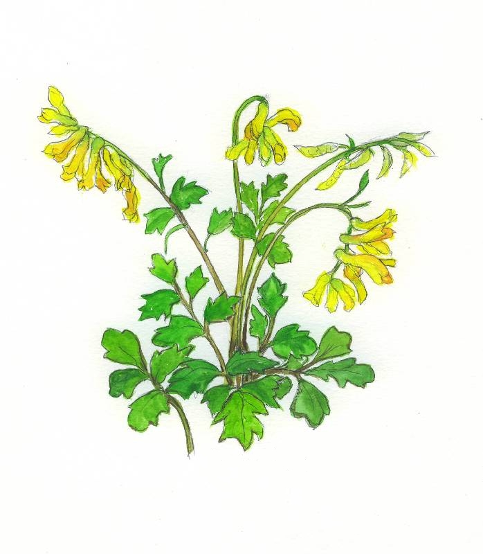 698x800 Jocelyn's Flowers