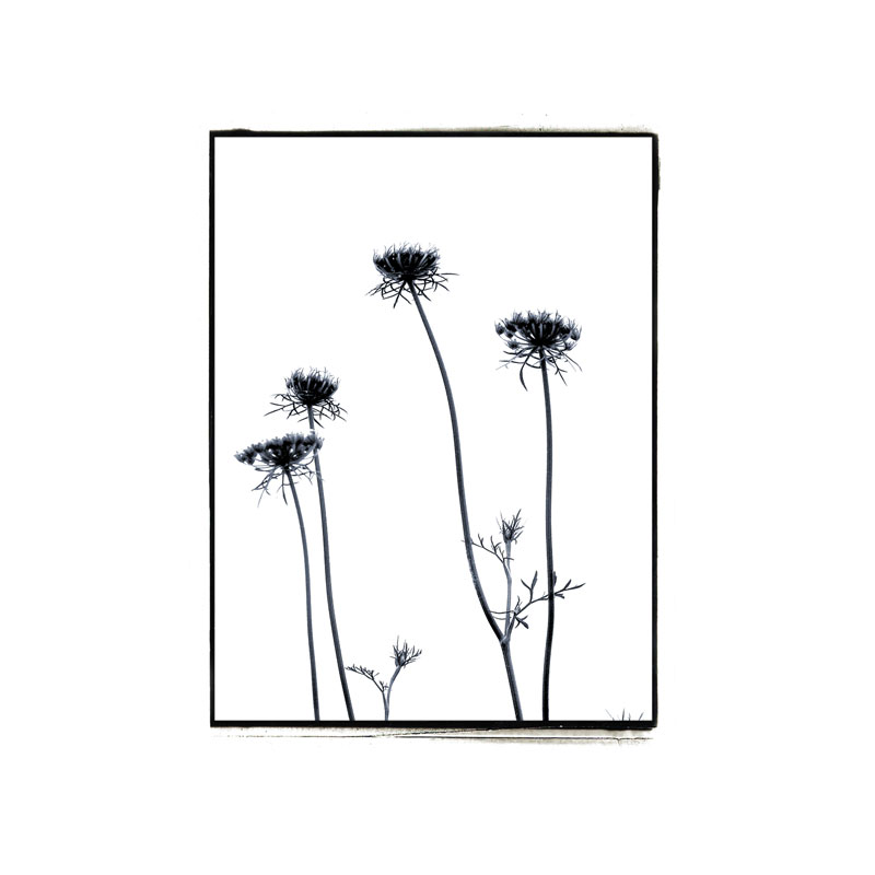 800x800 Modern Home Decor Silhouette Photography Botanical Art