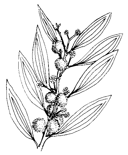 433x521 Aboriginal Trail