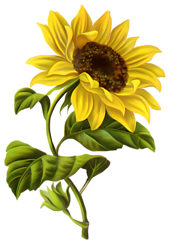 349x500 Sunflower Botanical Drawing
