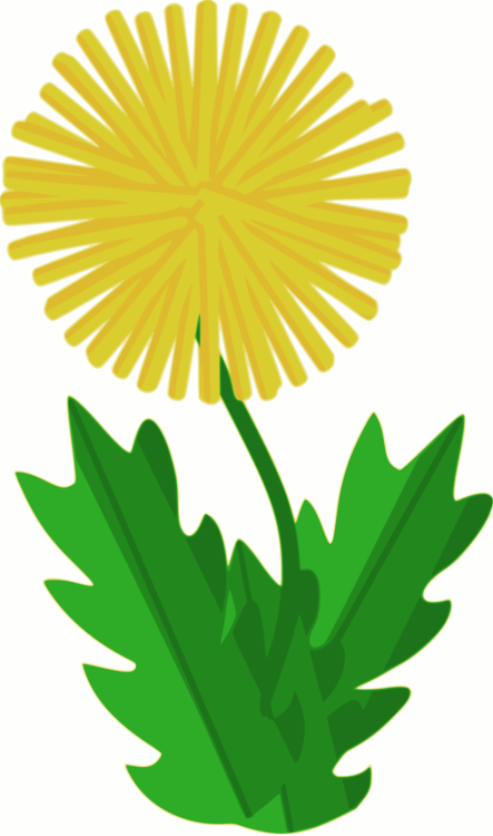 443x750 The Dandelion Common Dandelion Drawing Download Cc0