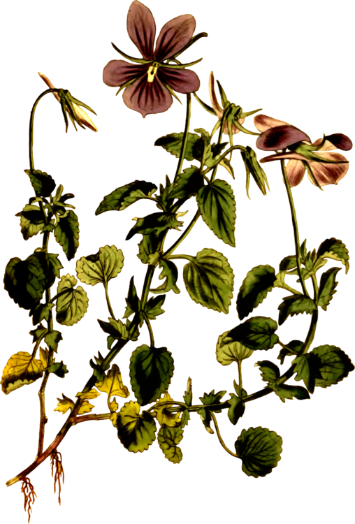 508x750 Viola Cornuta Viola Riviniana Botany Drawing Botanical