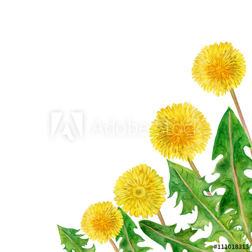 500x500 Watercolor Drawing Of Spring Flowers Taraxacum, Blowball Hand