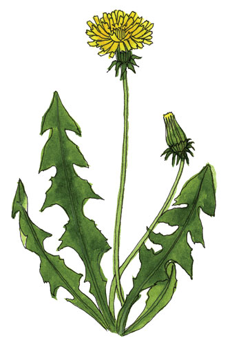 Dandelion Botanical Drawing | Free download on ClipArtMag