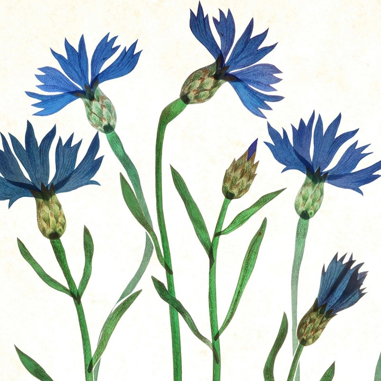 750x750 Artist Documents Plant Life With Daily Visual Diary Of Botanical