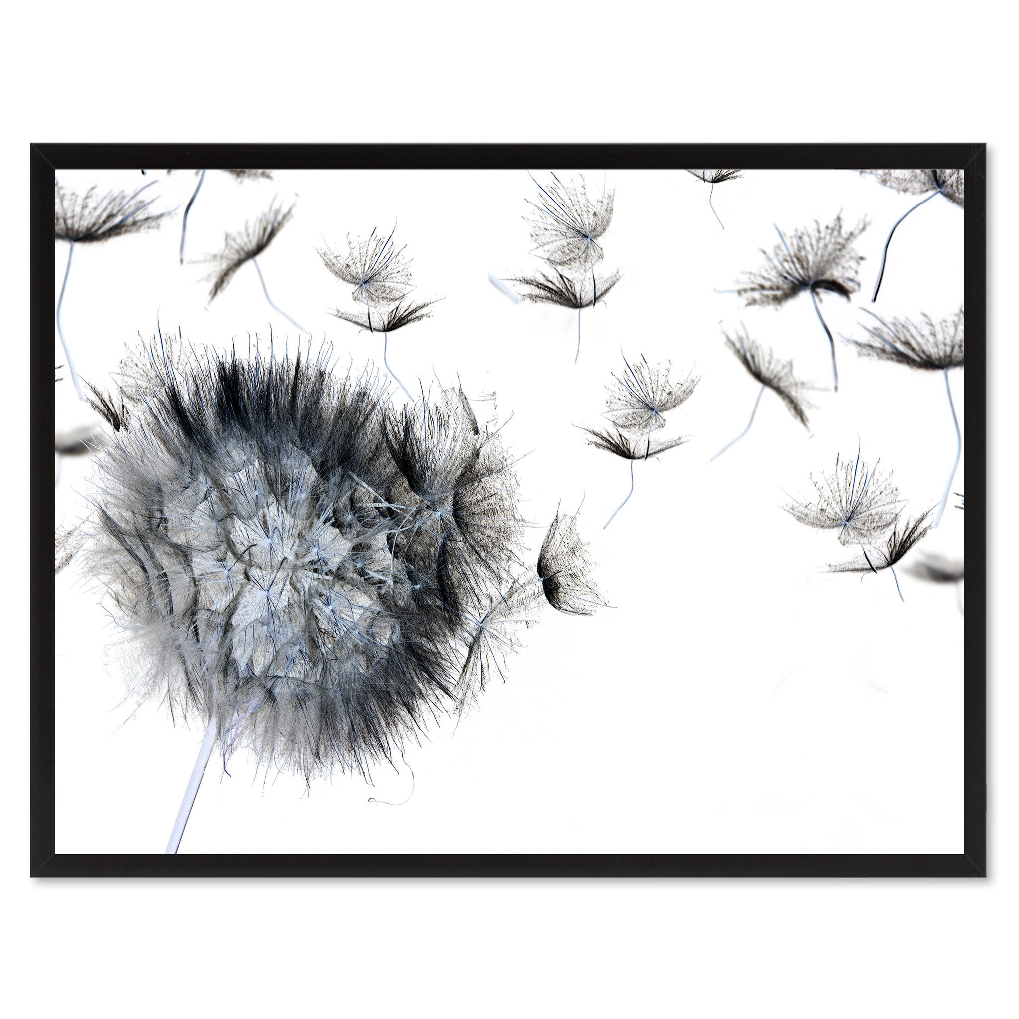 2048x2048 Black Dandelion Flower Wall Art Home Frame Spotcolorart