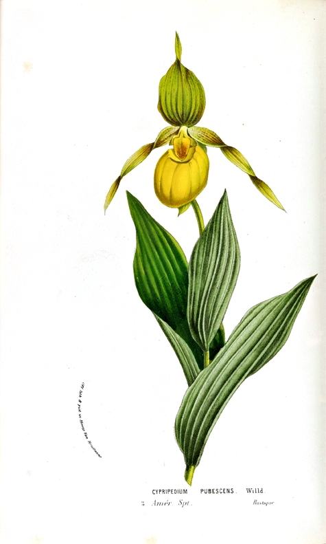 475x791 Botanical Flower, Various Vintage Printable