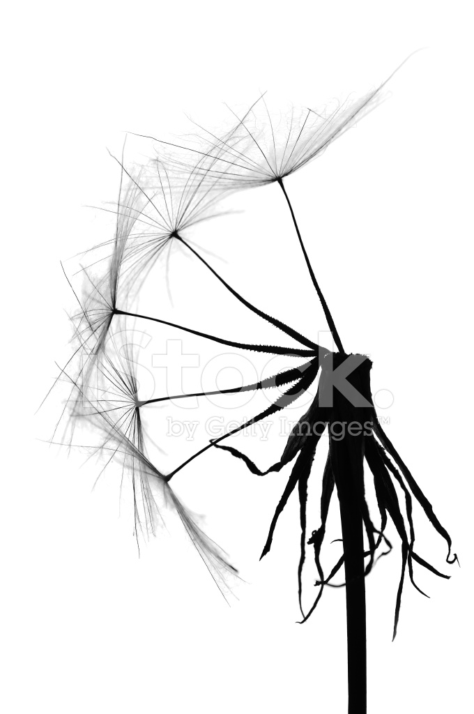 680x1024 Dandelion Stock Photos