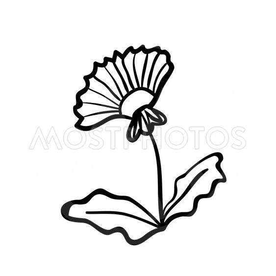 563x563 Dandelion Sketch