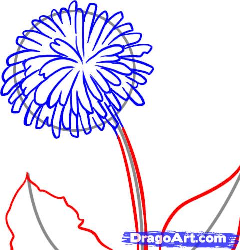 481x502 Draw A Dandelion, Step
