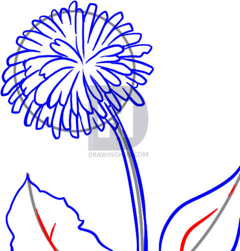 481x502 How To Draw A Dandelion, Step