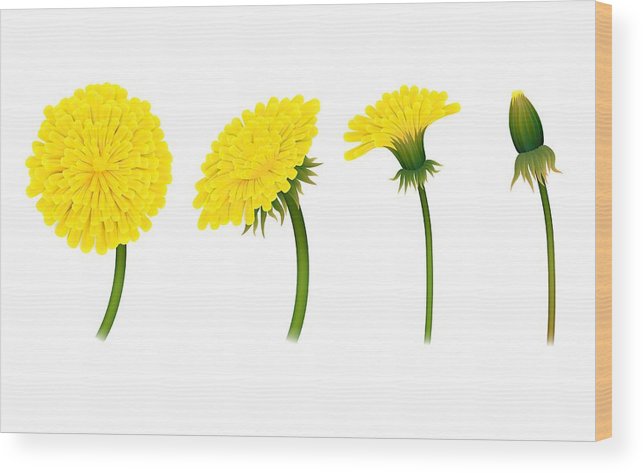 643x473 stages closing flower dandelion, isolated wood print
