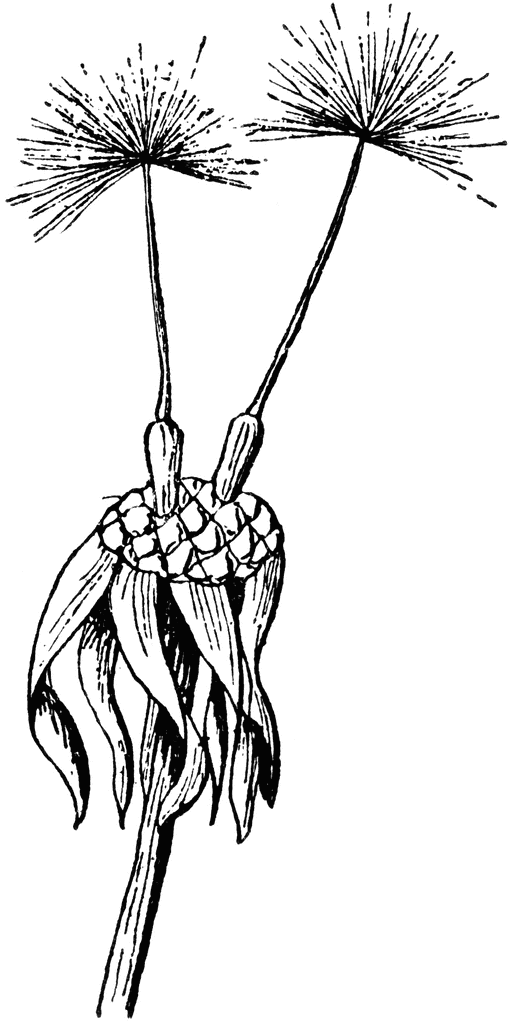 515x1024 Dandelion Clipart Etc