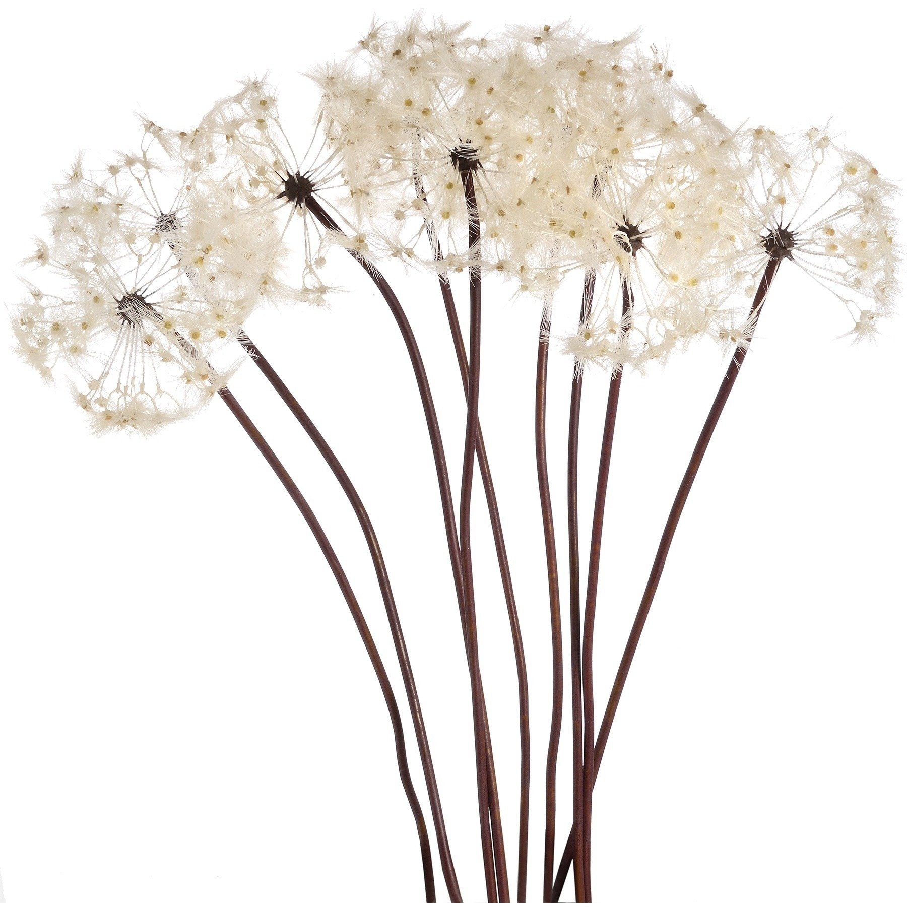 1800x1800 Large Single Dandelion Stem In Accessories Retail Therapy