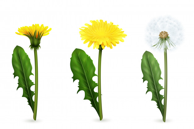 626x417 Set Of Realistic Images Of Yellow And White Dandelion Flowers