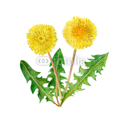 400x400 watercolor drawing of spring flowers taraxacum, blowball hand