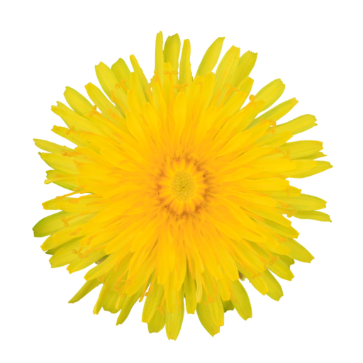 512x512 Collection Of Free Weed Clipart Dandelion Flower Amusement