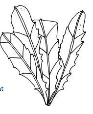 190x232 How To Harvest Eat Dandelions Amy Pennington