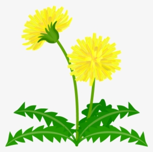 300x297 Dandelion Clipart Transparent Background