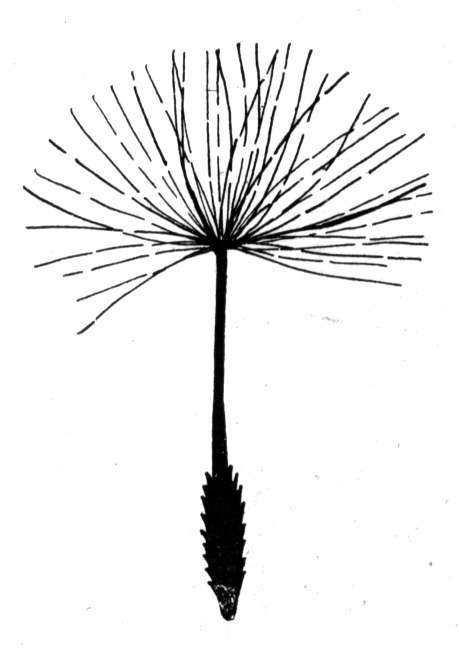 460x652 Dandelion Seed On The Back Of My Ankle Maybe Tattoo
