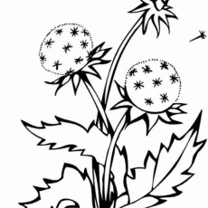 230x230 redoubtable dandelion coloring