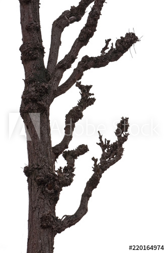 332x500 Bare Winter Tree Trunk And Branches Almost Silhouette Dark