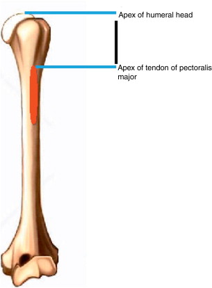 305x414 Drawing Illustrating How The Data Were Measured Download