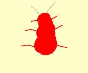 300x250 Ant