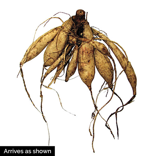 500x500 Daylily 'isabel Maraffi'