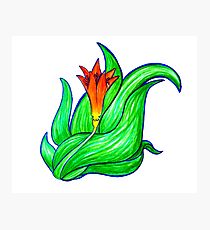 210x230 Daylily Drawing Photographic Prints Redbubble