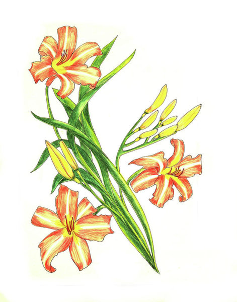 471x600 Daylily Drawings Fine Art America