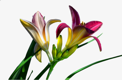 400x264 Daylily Png