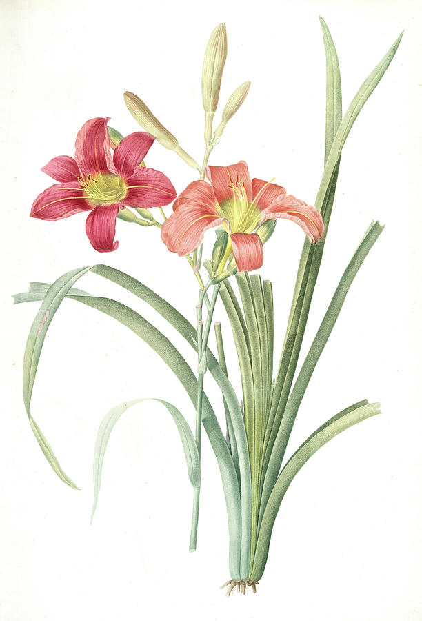 612x900 Hemerocallis Fulva, Hemerocallie Fauve Tawny Day Lily Drawing