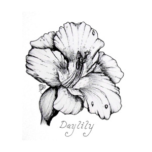 300x300 Luscious Daylily Drawing