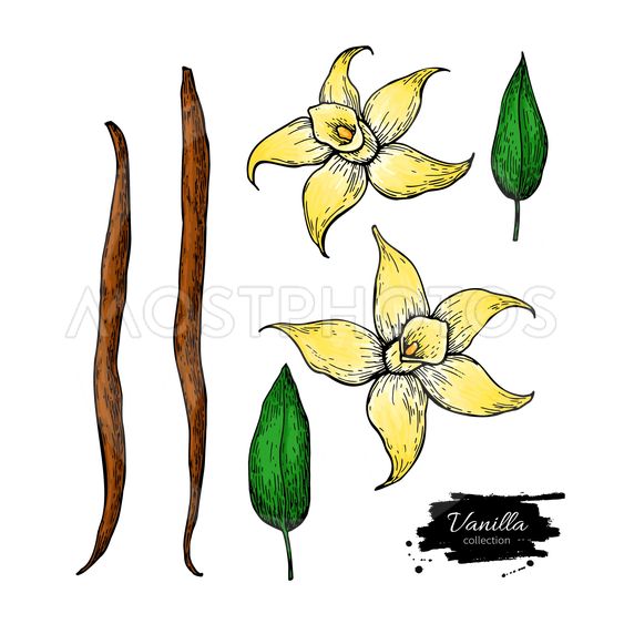563x563 vanilla flower and bean sti