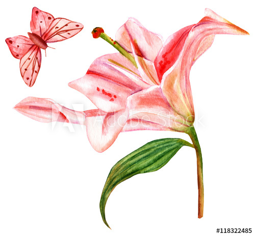 500x463 Watercolor Drawing Of Tender Pink Lily With Butterfly, On White