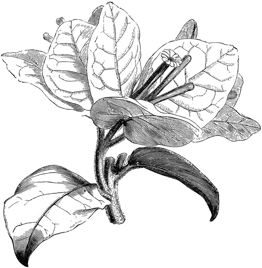 1004x1024 Daylily Drawing Aesthetic For Free Download