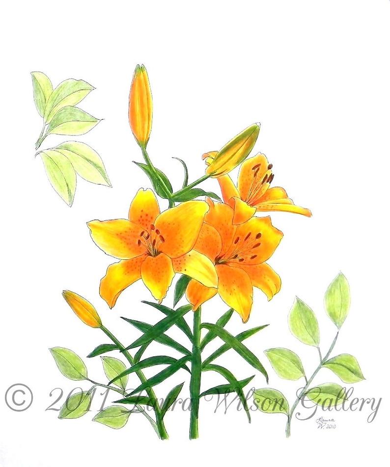 794x951 Asiatic Lily Original Pen And Colored Pencil Drawing Etsy