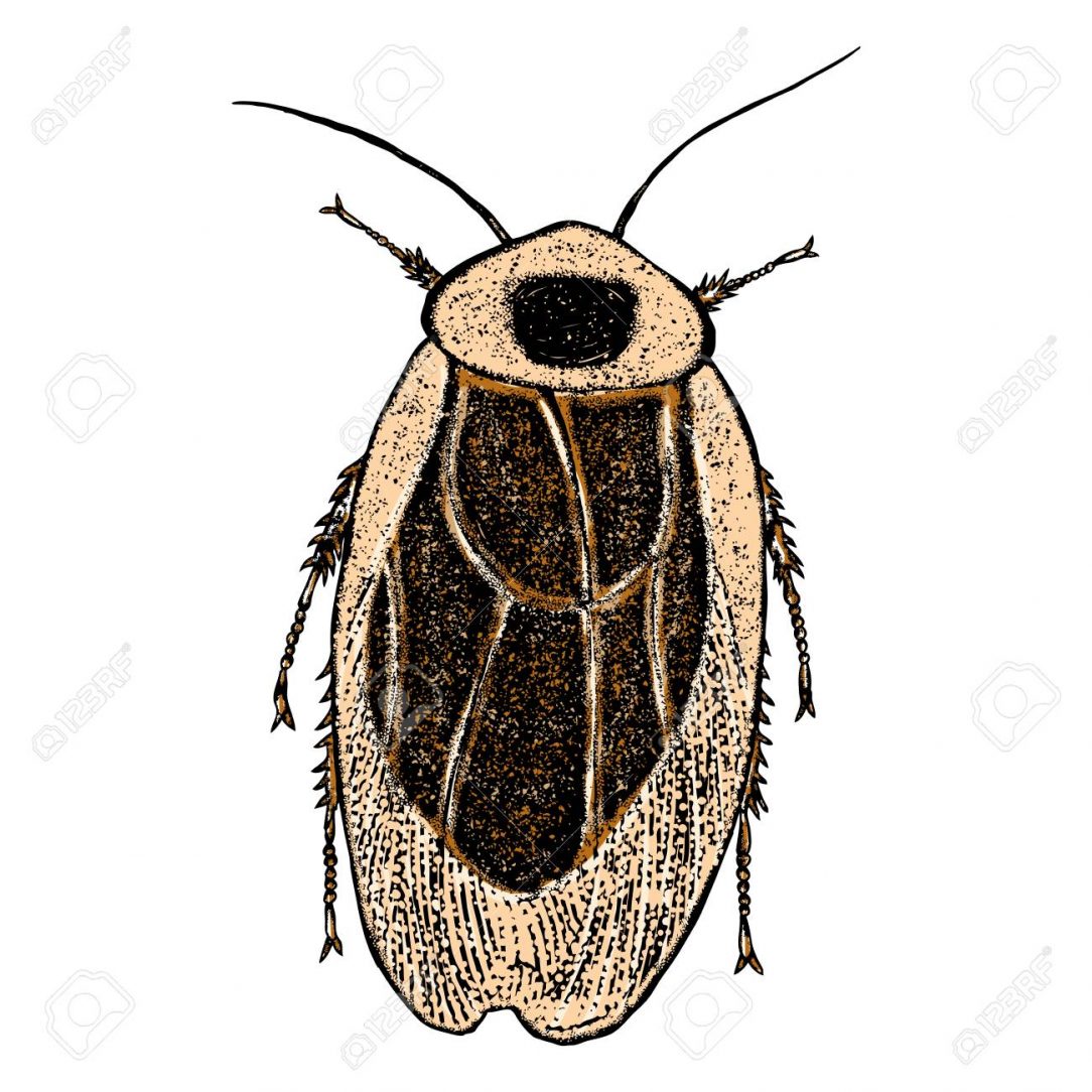 1084x1084 Cockroach Head Drawing Dead Cute Outline Cartoon Video Pictures