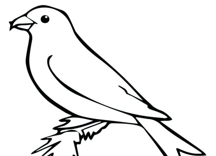 728x526 Cockatiel Bird Coloring Pages Parrot