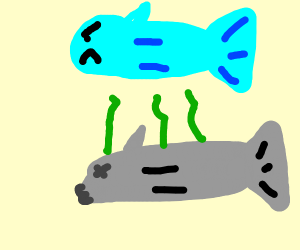 300x250 X Ray Fish Drawing