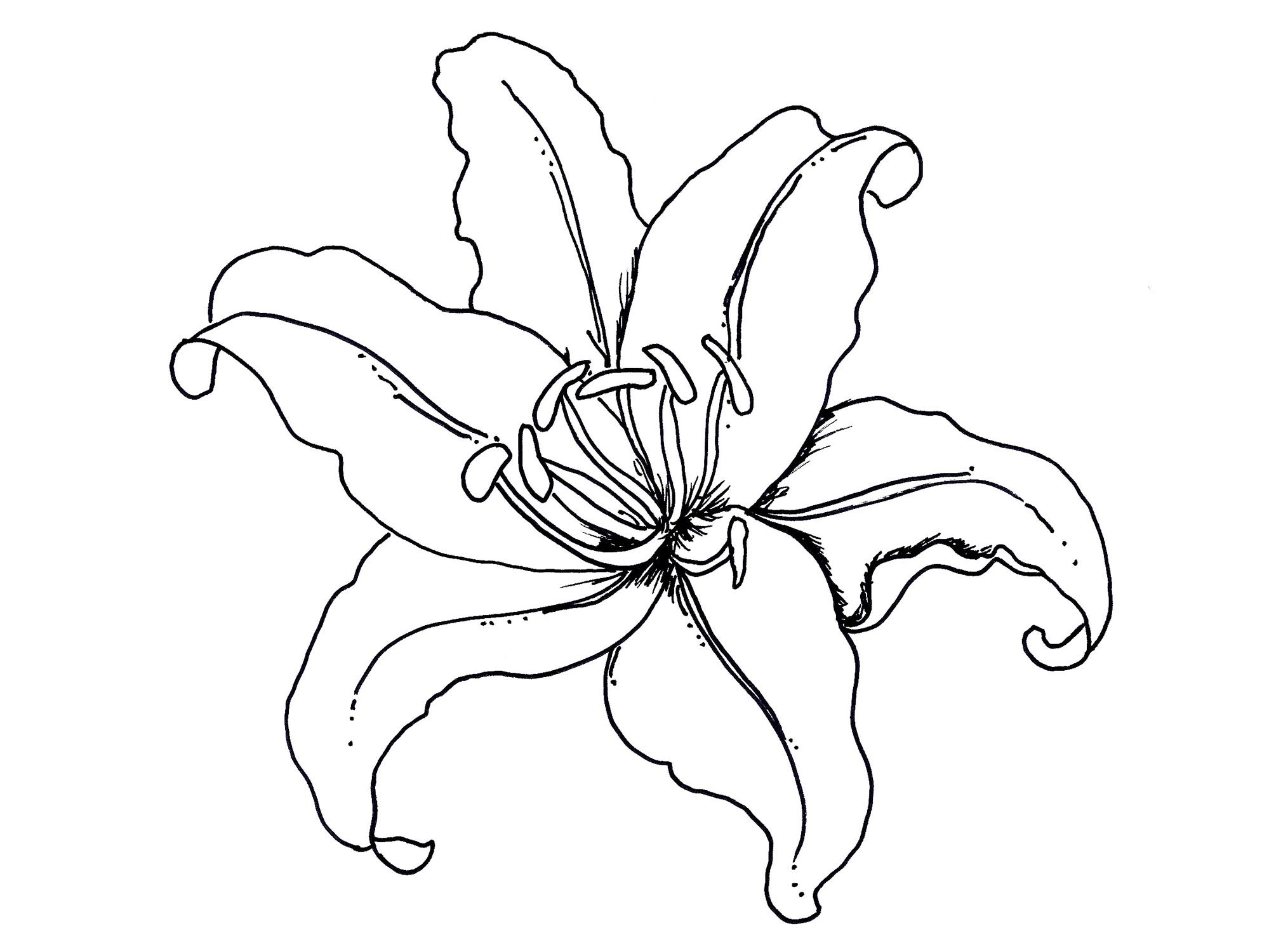1999x1500 Dead Flower Coloring Page