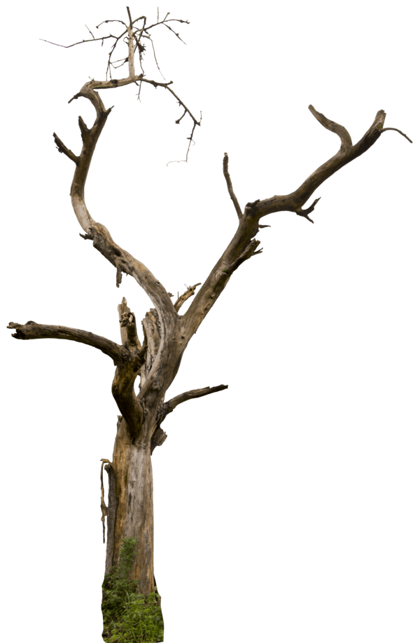 600x917 How Do You Draw A Wilted Flower Gardening Flower And Vegetables