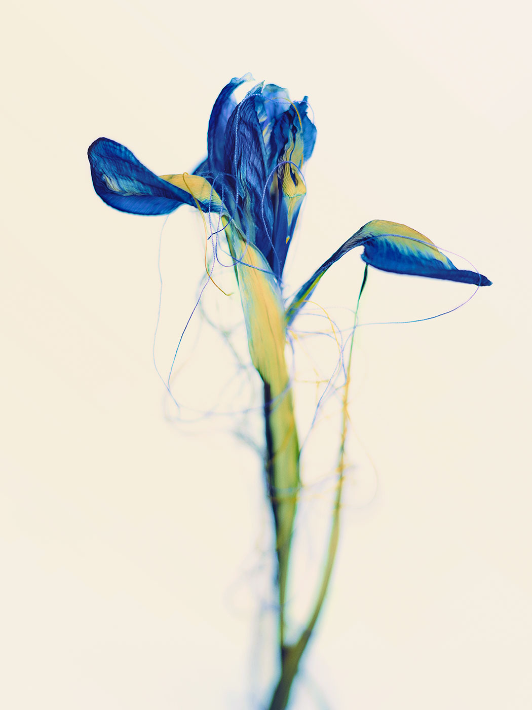 1050x1400 Matthew Shave Dead Flowers