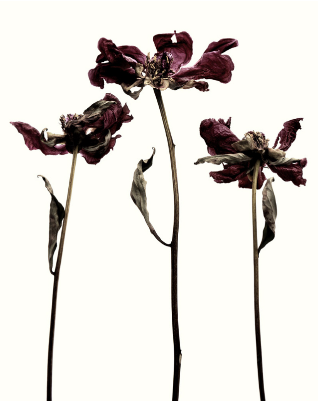 637x806 Journals In Flowers, Plants