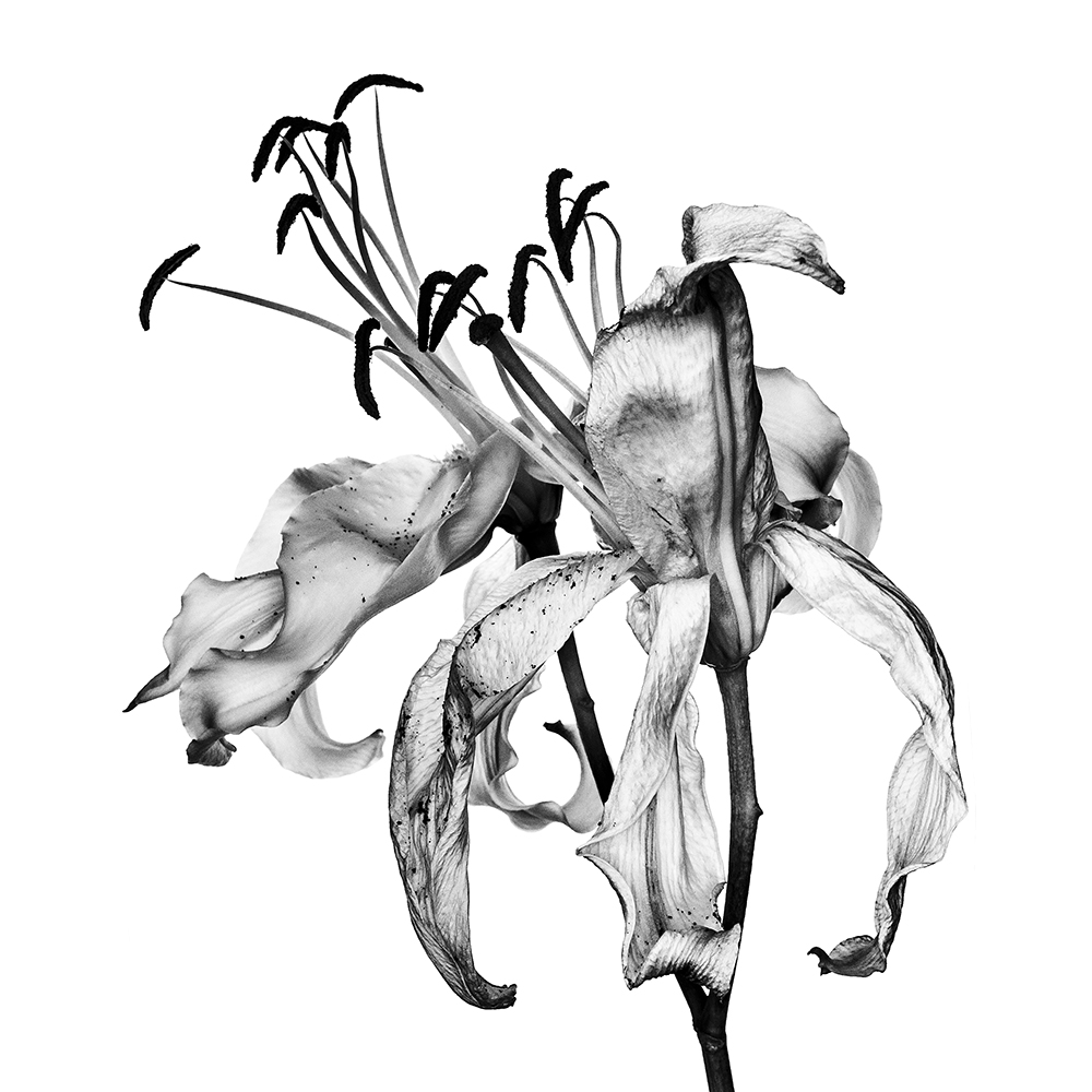 1000x1000 The World's Best Photos Of Dead And Lily