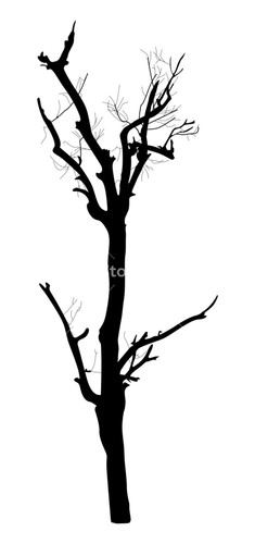 235x500 Dead Tree Silhouette Royalty Free Stock Image