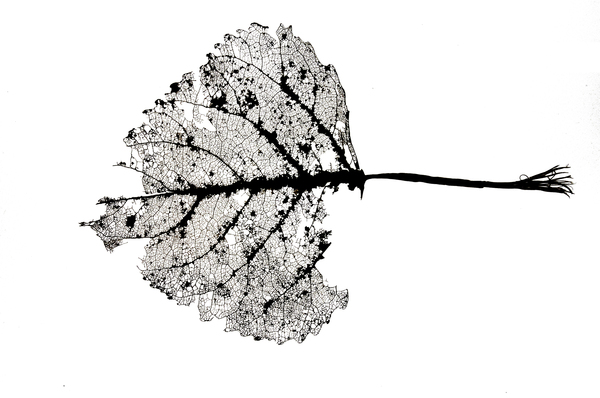 600x398 Free Stock Photos