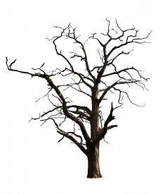 232x275 Dead Leaf Photos And Images