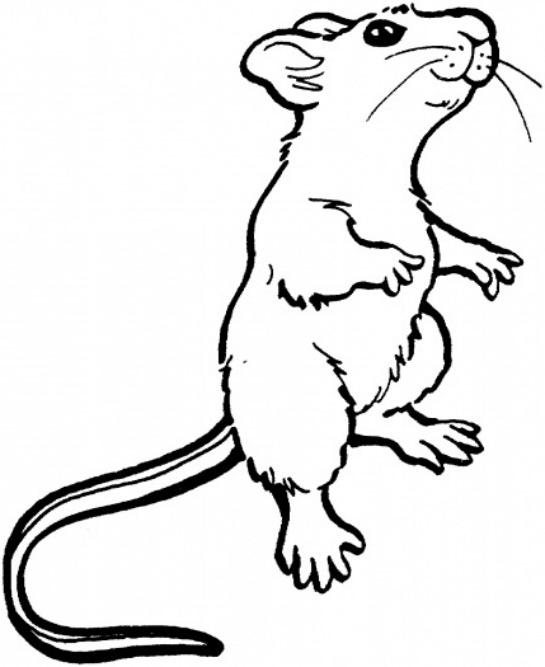 545x667 Mouse Drawing Standing For Free Download